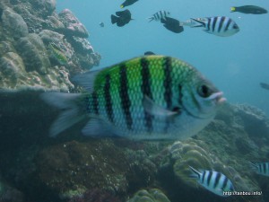 テンジクスズメダイ