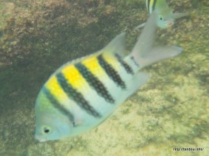 サージャントメジャー