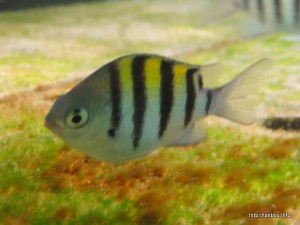 サージャントメジャー