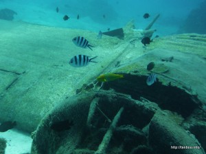 ロクセンスズメダイ-1