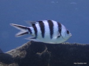 ロクセンスズメダイ