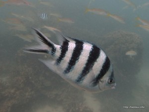 ロクセンスズメダイ