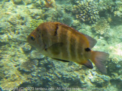 シマスズメダイ