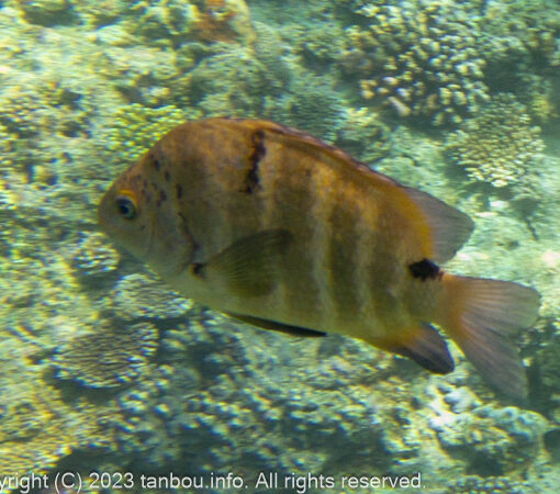 シマスズメダイ