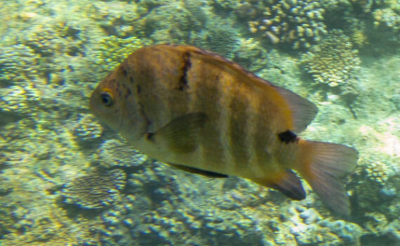 シマスズメダイ