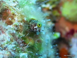 スパイニーヘッドブレニー