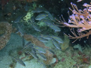 スパイニークロミス