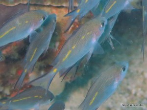 スパイニークロミス