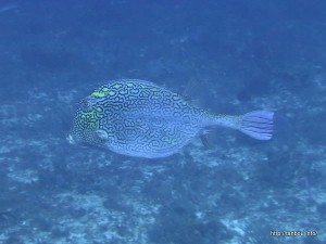 ハニカムカウフィッシュ