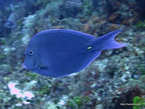 ブルータンサージャンフィッシュ