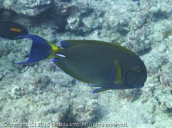 ニセカンランハギ