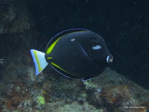 メガネクロハギ