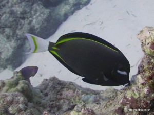 メガネクロハギ