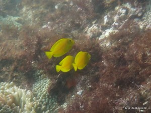 モンツキハギ幼魚