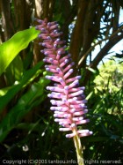 フレッカー植物園