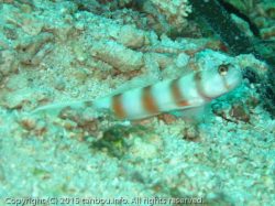 ミナミダテハゼ