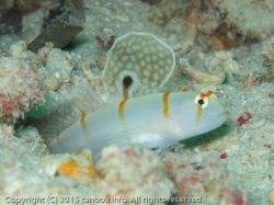 ニチリンダテハゼ