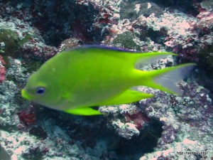 ヤマブキスズメダイ