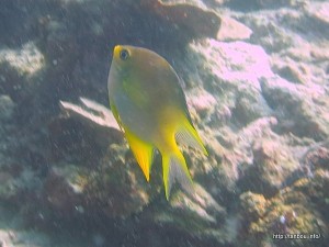 ヤマブキスズメダイ