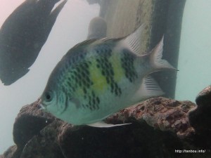 クラカオスズメダイ