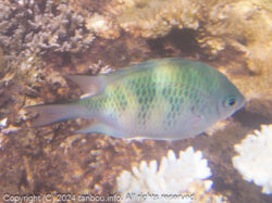 クラカオスズメダイ