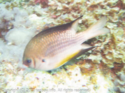 ナミスズメダイ