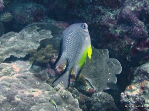 ナミスズメダイ