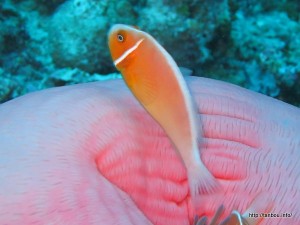 ハナビラクマノミ