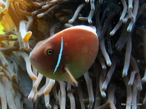 ハナビラクマノミ