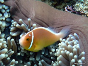 ハナビラクマノミ