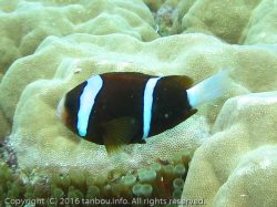 バリアリーフアネモネフィッシュ