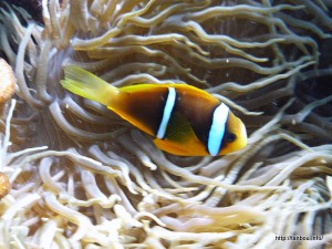 オレンジフィンアネモネフィッシュ-1