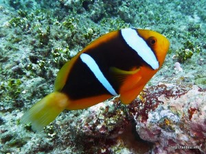 オレンジフィンアネモネフィッシュ