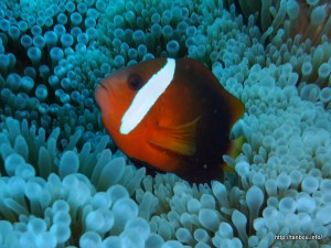 レッドアンドブラックアネモネフィッシュ