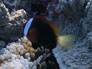 レッドアンドブラックアネモネフィッシュ