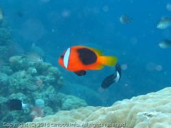 レッドアンドブラックアネモネフィッシュ