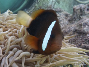 レッドアンドブラックアネモネフィッシュ