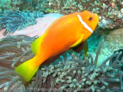 モルディブアネモネフィッシュ