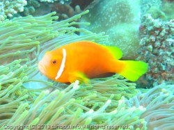 モルディブアネモネフィッシュ