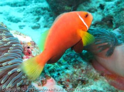 モルディブアネモネフィッシュ