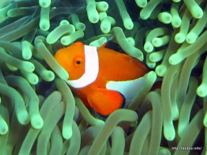 カクレクマノミ