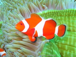 カクレクマノミ