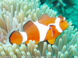 カクレクマノミ