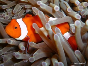 カクレクマノミ