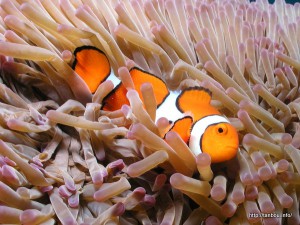 オレンジ クラウンフィッシュ