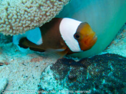 トウアカクマノミ