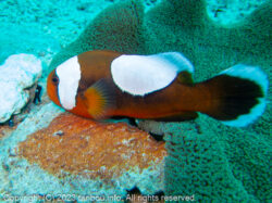 トウアカクマノミ