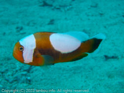 トウアカクマノミ