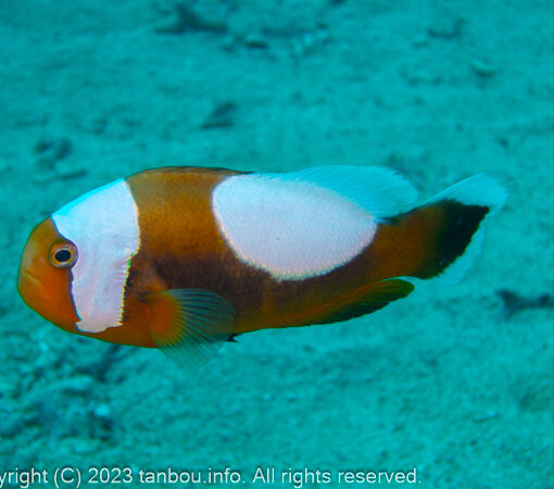 トウアカクマノミ