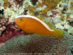 セジロクマノミ